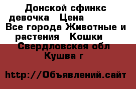 Донской сфинкс девочка › Цена ­ 15 000 - Все города Животные и растения » Кошки   . Свердловская обл.,Кушва г.